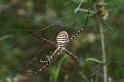 Argiope_trifasciata_D3263_Z_78_Valle Gran Rey_Spanje
